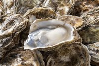 Champagner, Austern, Spaghetti Vongole & edle Dosenfische am Sonntag 28. September 11h-19h